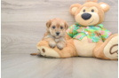 Small Morkie Baby