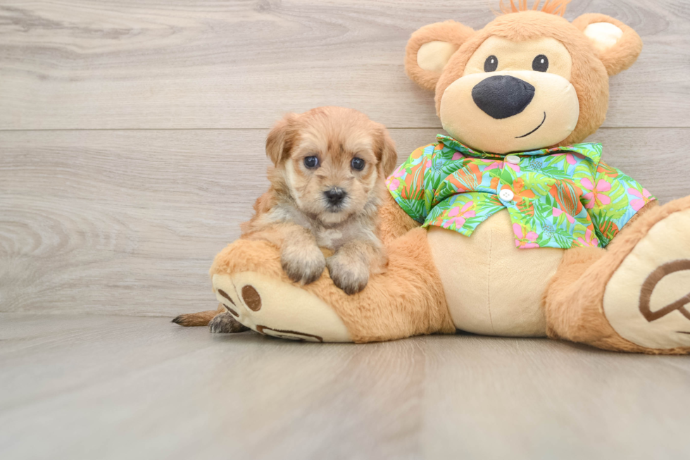 Small Morkie Baby