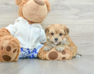 6 week old Morkie Puppy For Sale - Seaside Pups