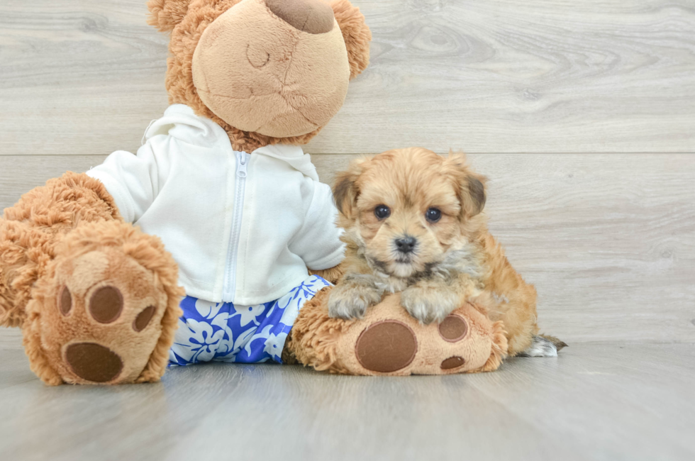 5 week old Morkie Puppy For Sale - Seaside Pups