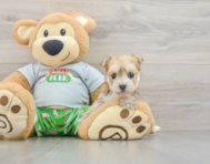 5 week old Morkie Puppy For Sale - Seaside Pups
