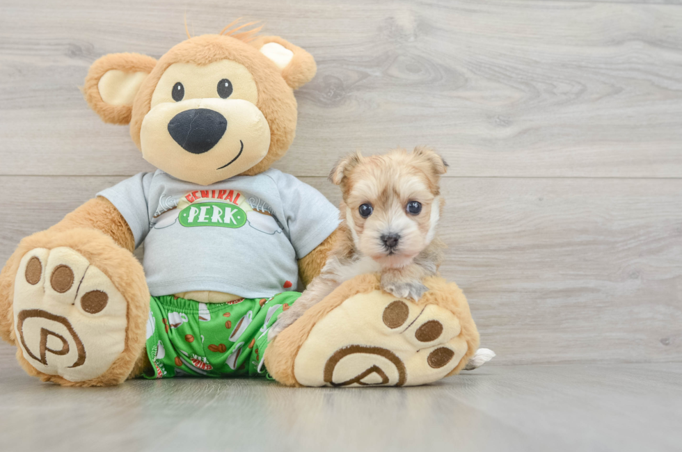5 week old Morkie Puppy For Sale - Seaside Pups