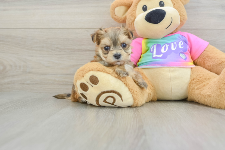 Happy Morkie Baby