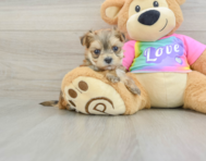 5 week old Morkie Puppy For Sale - Seaside Pups
