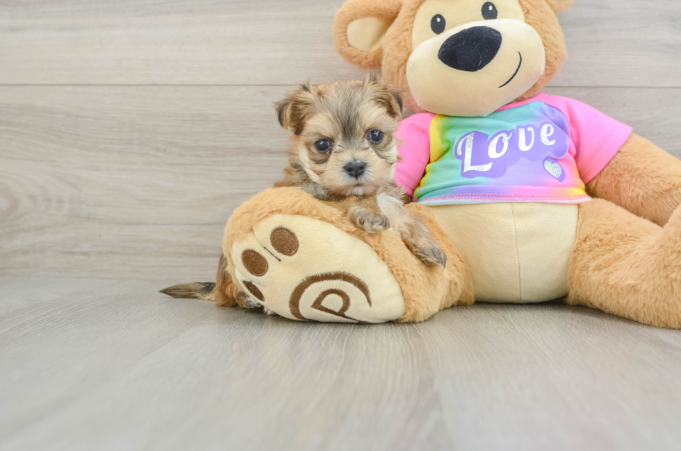 6 week old Morkie Puppy For Sale - Seaside Pups