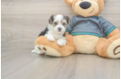 Smart Morkie Designer Pup