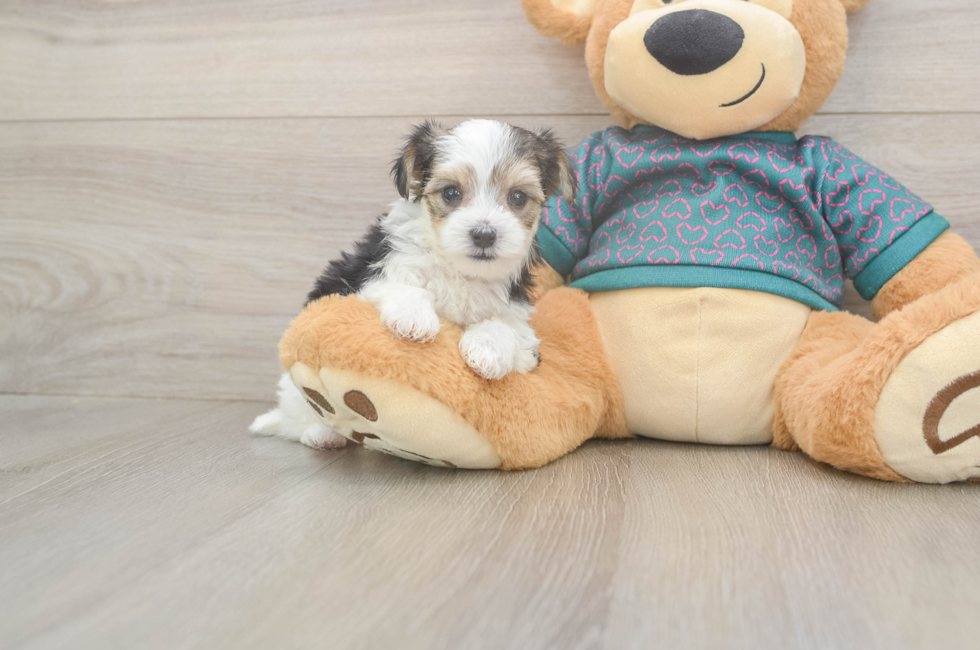 5 week old Morkie Puppy For Sale - Seaside Pups