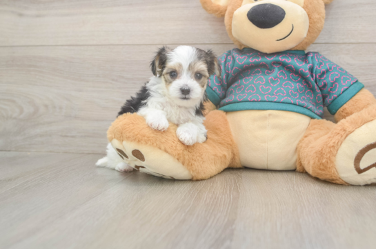 Smart Morkie Designer Pup