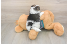 Friendly Morkie Baby