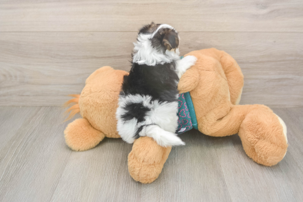 Friendly Morkie Baby