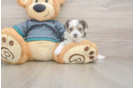 Morkie Puppy for Adoption