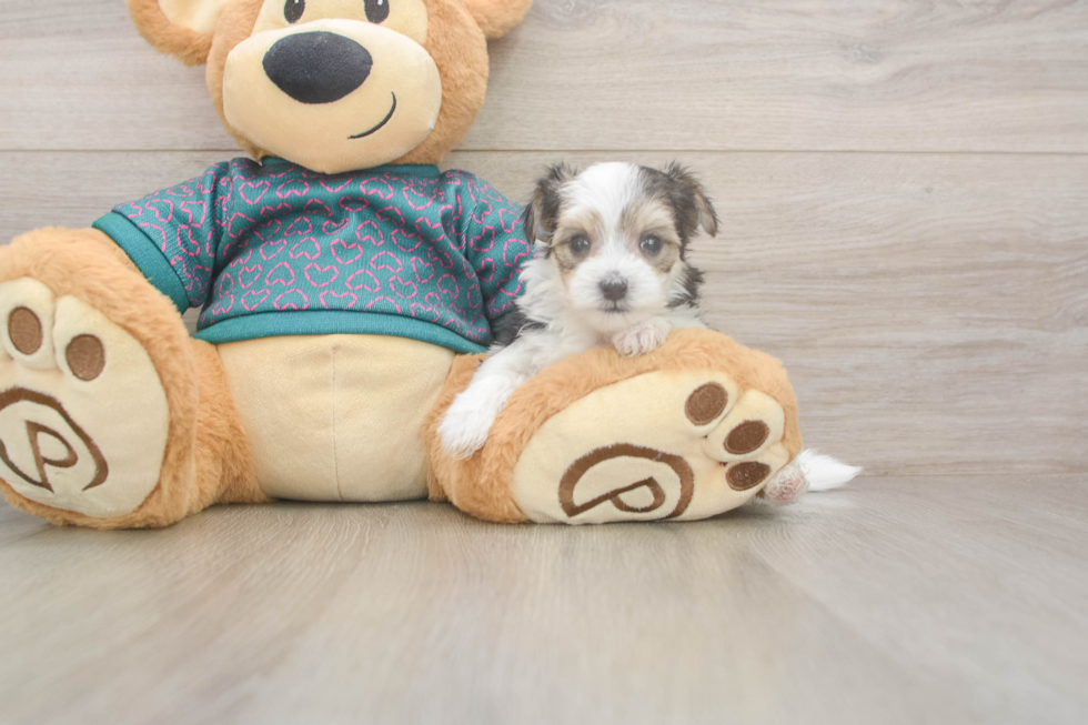 Morkie Puppy for Adoption