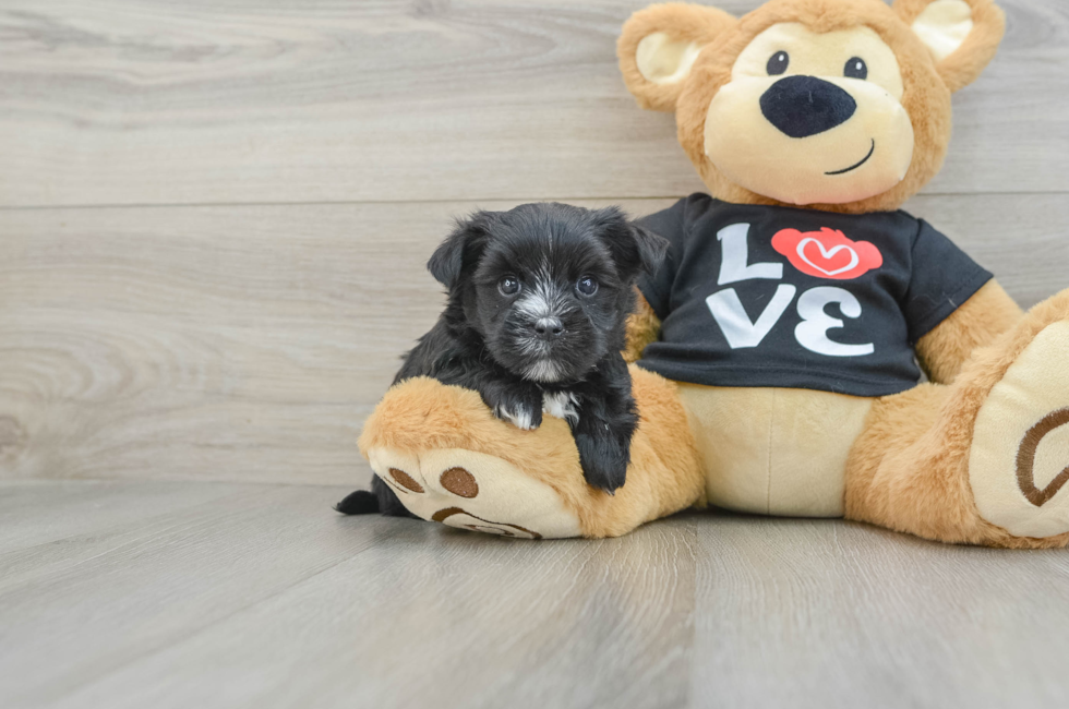 5 week old Morkie Puppy For Sale - Seaside Pups