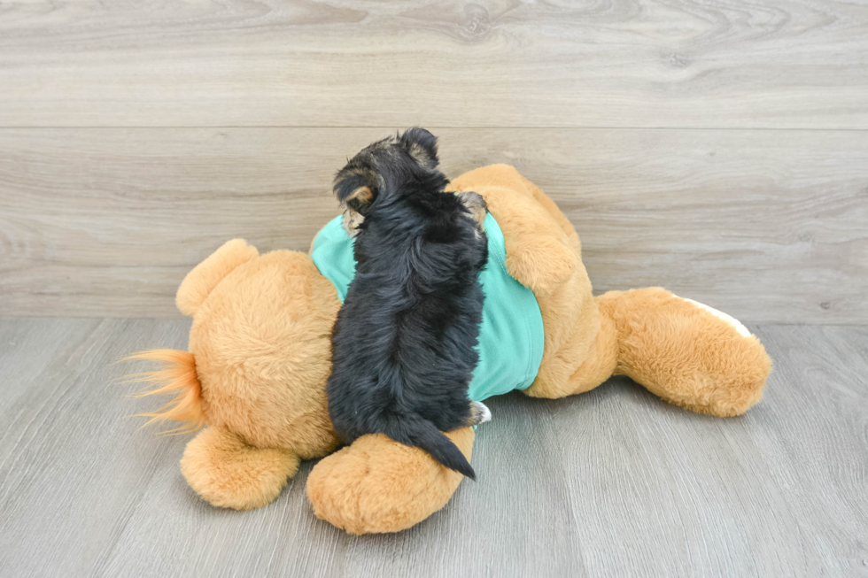 Morkie Pup Being Cute