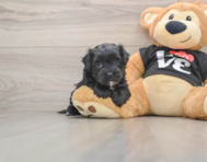 5 week old Morkie Puppy For Sale - Seaside Pups