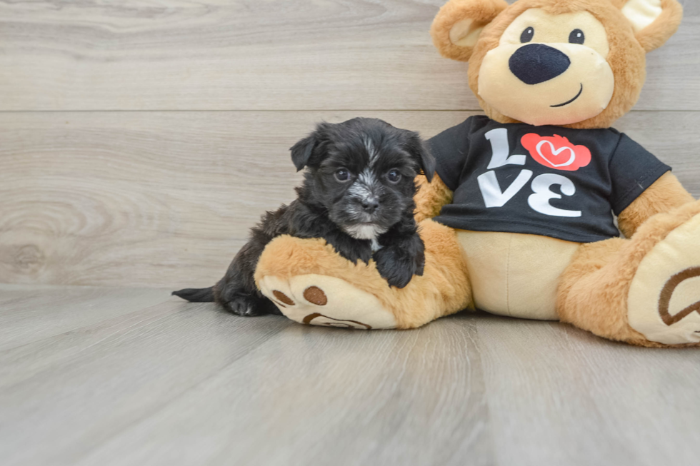 Morkie Pup Being Cute