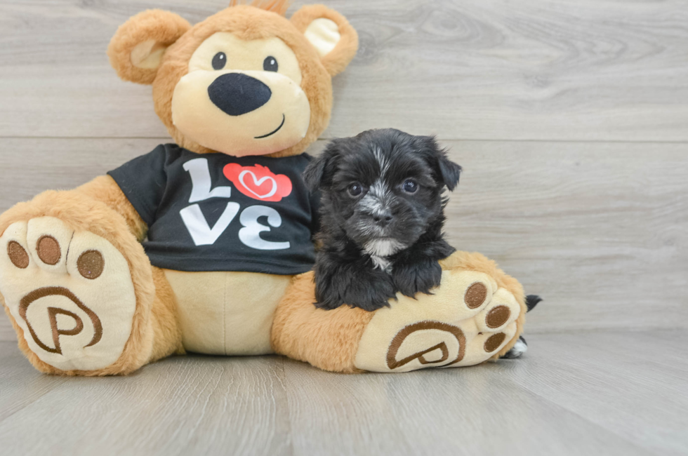 5 week old Morkie Puppy For Sale - Seaside Pups