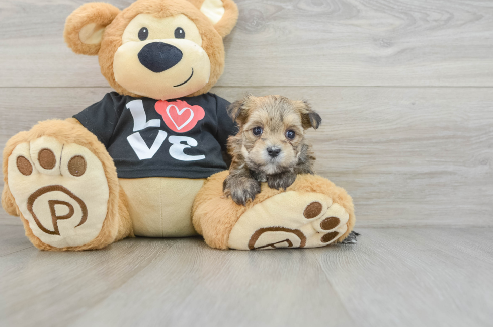 5 week old Morkie Puppy For Sale - Seaside Pups