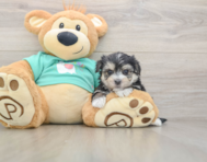 7 week old Morkie Puppy For Sale - Seaside Pups
