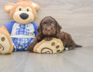 8 week old Mini Bernedoodle Puppy For Sale - Seaside Pups