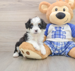 6 week old Mini Bernedoodle Puppy For Sale - Seaside Pups