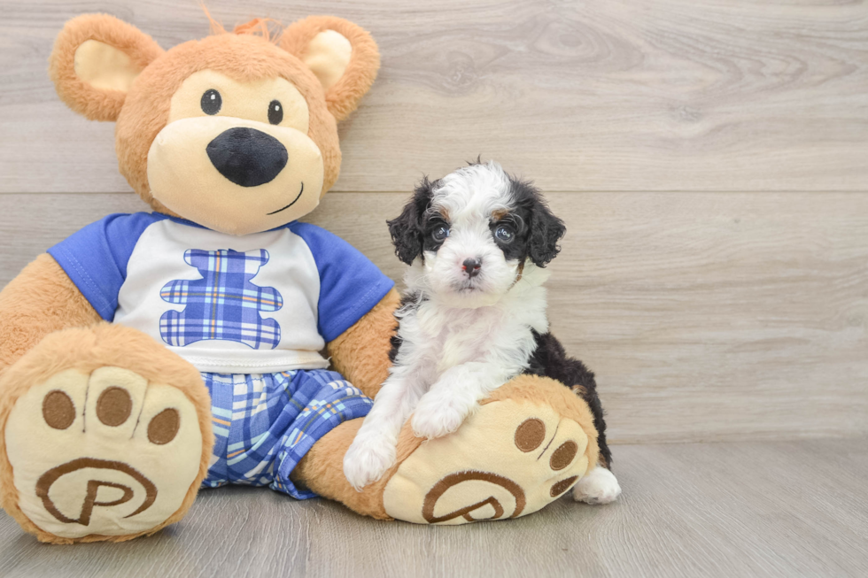 Friendly Mini Bernedoodle Baby
