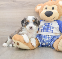 6 week old Mini Bernedoodle Puppy For Sale - Seaside Pups