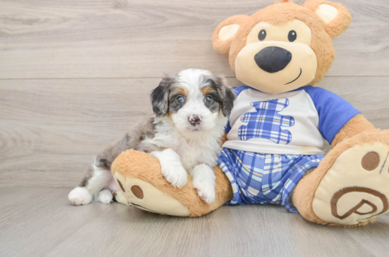 JUDD, a Mini Bernedoodle littermate