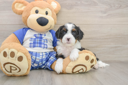 JUDE, a Mini Bernedoodle littermate