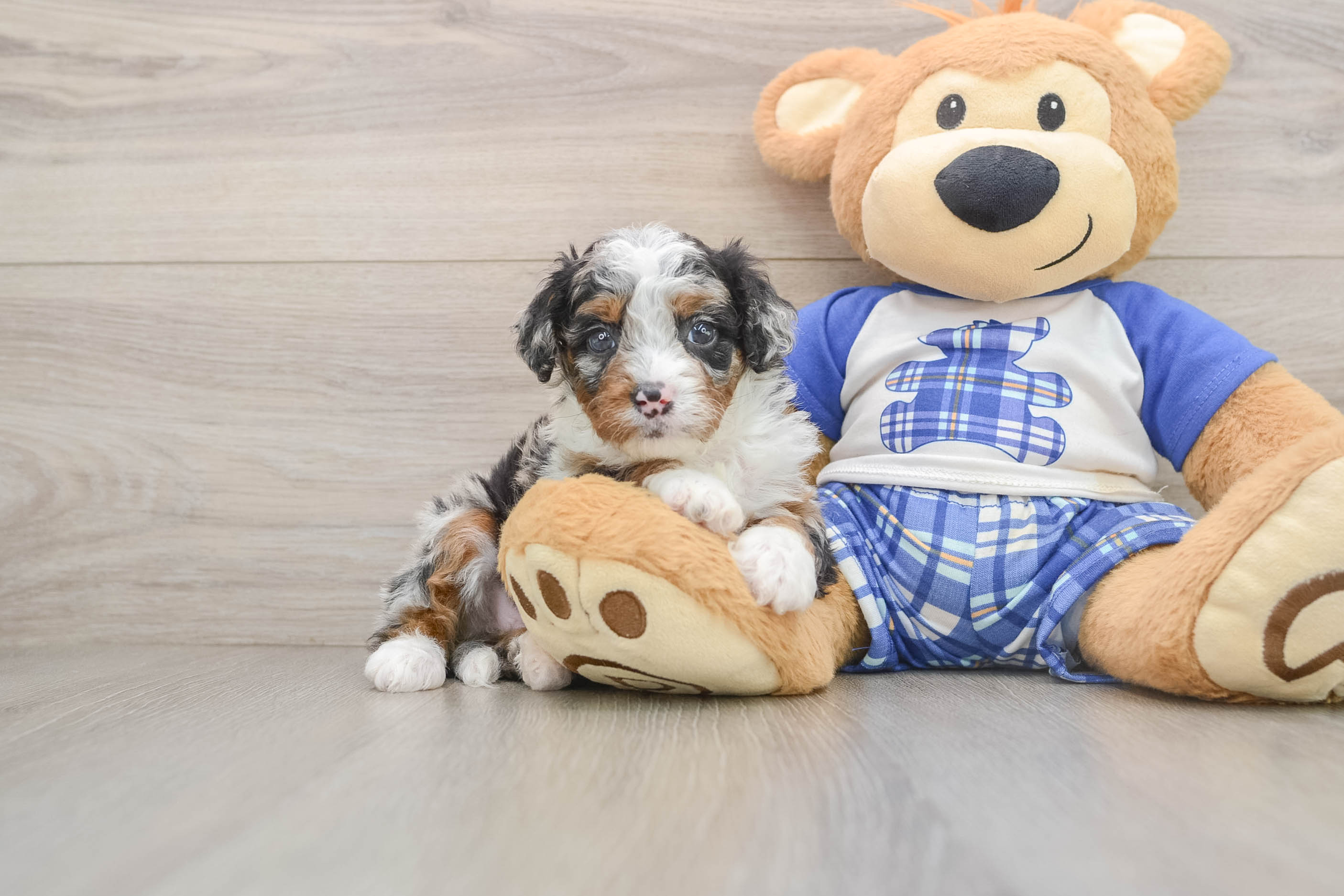 Mini Bernedoodle Puppy for Adoption