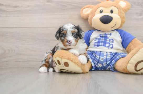 JUPITER, a Mini Bernedoodle littermate
