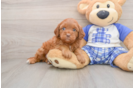 Happy Mini Bernedoodle Baby