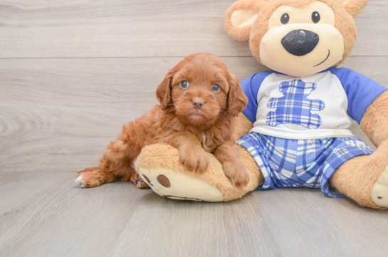 Happy Mini Bernedoodle Baby