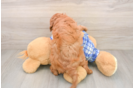 Mini Bernedoodle Puppy for Adoption
