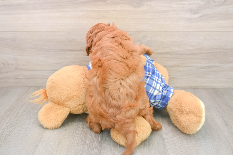 Mini Bernedoodle Puppy for Adoption