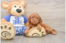 Small Mini Bernedoodle Baby