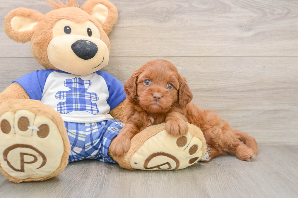 Small Mini Bernedoodle Baby