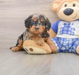 7 week old Mini Bernedoodle Puppy For Sale - Seaside Pups