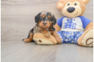 Playful Mini Bernesedoodle Poodle Mix Puppy