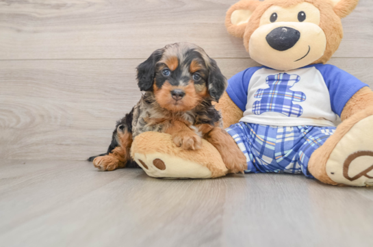 Playful Mini Bernesedoodle Poodle Mix Puppy