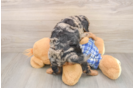 Energetic Mini Bernadoodle Poodle Mix Puppy