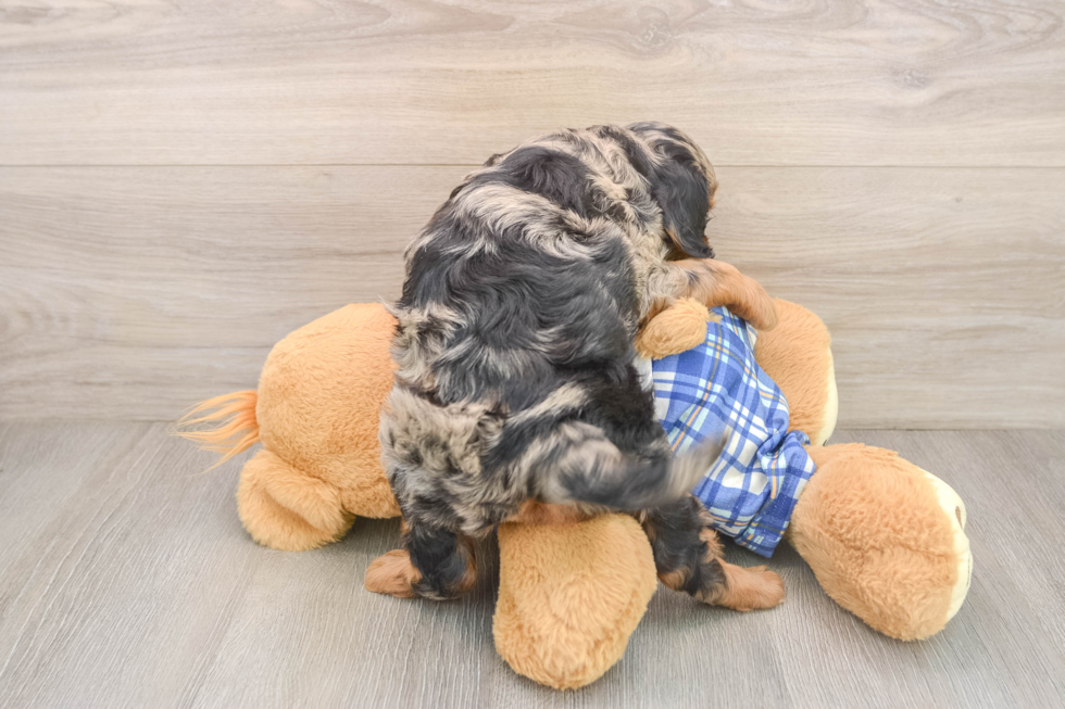 Energetic Mini Bernadoodle Poodle Mix Puppy