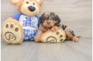 Playful Mini Bernadoodle Poodle Mix Puppy