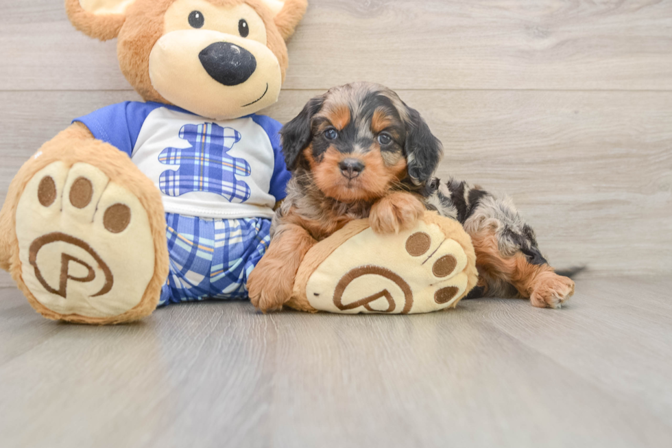 Playful Mini Bernadoodle Poodle Mix Puppy