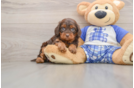 Mini Bernedoodle Puppy for Adoption