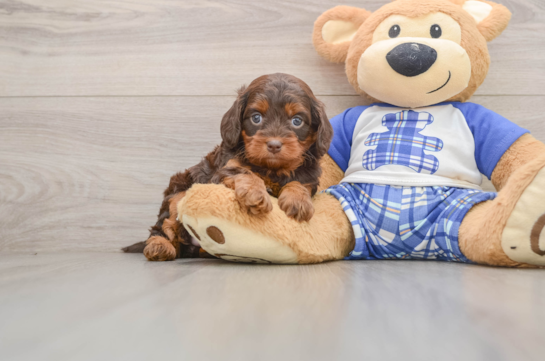 Mini Bernedoodle Puppy for Adoption