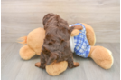 Mini Bernedoodle Puppy for Adoption