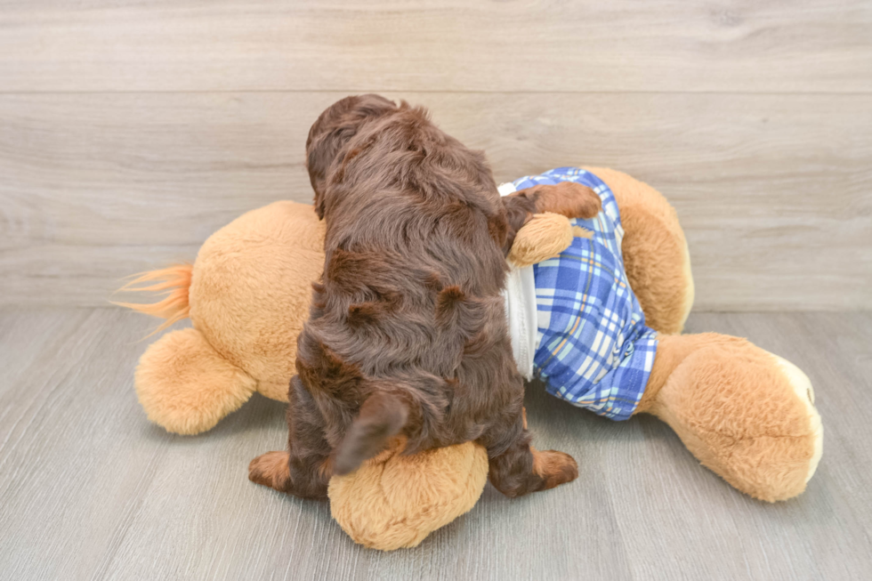 Mini Bernedoodle Puppy for Adoption
