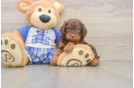 Cute Mini Bernedoodle Baby