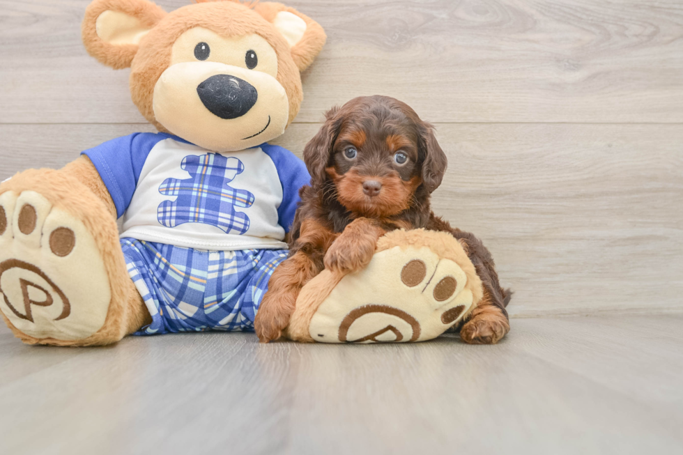 Cute Mini Bernedoodle Baby